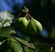 Image result for Paullinia pinnata