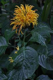 Image result for Acanthaceae