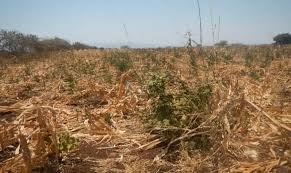 Image result for Rhynchosia kilimandscharica