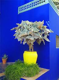Avantages liant à plastification donnant élasticité. Mariage De Couleurs Au Jardin Majorelle Marrakech Jardin Majorelle Peindre Mur Exterieur Jardins