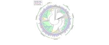 Image result for Thomandersiaceae