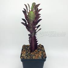 Image result for Euphorbia tholicola