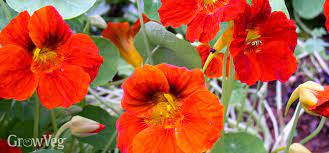 Growing Nasturtiums For Flowers Food And Pest Control