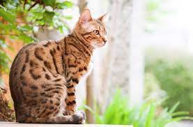 Le poil de ces chats, qui ressemblent à des tigres, sont de texture fine, avec des franges de couleurs et des taches qui rappellent l'apparence d'un félin sylvestre. Top 8 Des Races De Chats Qui Ressemblent A De Vrais Fauves