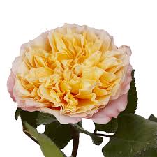 Get floweraddict.com coupon codes, discounts and promos including 10% off your first fine fragrance order and 50% off. Pink Yellow Garden Roses Globalrose