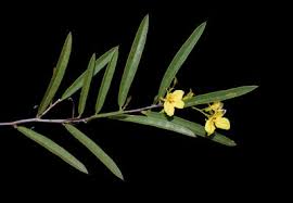 Image result for Anisosepalum alboviolaceum