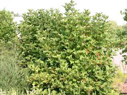 'bailey compact' american cranberry bush viburnum trilobum 'bailey compact' doublefile viburnum. American Cranberry Bush The Morton Arboretum