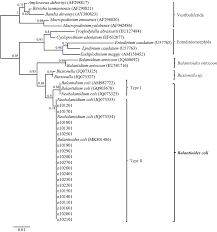 Image result for Balantoides Coli