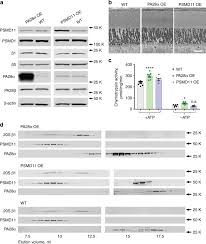 De belangrijkste regelgevende instantie voor effecten in china, die in 1992 is opgericht en meer dan alle effectenbeurzen en futuresmarkten in de volksrepubliek china. Increased Proteasomal Activity Supports Photoreceptor Survival In Inherited Retinal Degeneration Nature Communications