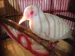 Nama nama burung dara yg membawa hoki. Nama Keberuntungan Untuk Burung Dara Adalah Sesuai Jenis Warna Asal