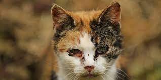 Kenapa kucing selalu menyembunyikan kotorannya dalam pasir? Mata Kucing Bengkak Ini Penyebab Cara Mengobati Pintarpet