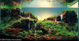 Dutch aquascaping is also known for housing unusual and difficult plant species. Simon S Aquascape Blog