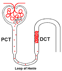 Urinalysis