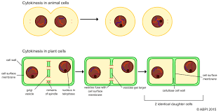 What happens during telophase in animal cells. Cell Division