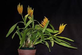 Image result for Polystachya melanantha