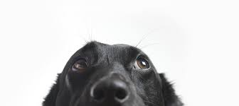 Are puppy socialization classes safe. Babydog