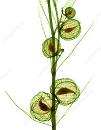Image result for Gomphocarpus physocarpus
