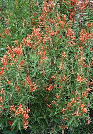 Image result for Aeollanthus ukamensis