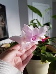 My Christmas Cactus That I Literally Pulled From A Dumpster So Many New Bloom Buds Still Starting On It White Pink And Red So Crazy Gardening