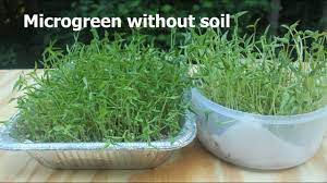 Growing microgreens without soil need far lesser water as compared to planting in the soil. Indoor Microgreens Without Soil How To Grow Microgreens Indoors Microgreen Without Soil Youtube