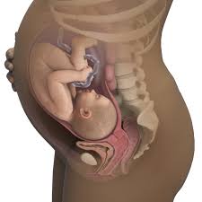 1,438 likes · 1 talking about this. 37 Weeks Pregnant Symptoms Baby Movement More Babycenter