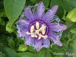 We did not find results for: Pin By Terri Miller On Florida Natives For My Dry Sandy Soil Butterfly Plants Florida Flowers Florida Plants