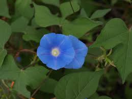 Image result for Ipomoea crassipes