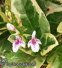 Image result for Pseuderanthemum