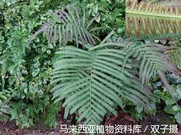 Image result for Amblovenatum opulentum