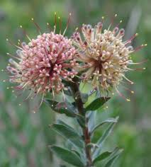 Image result for Leucospermum