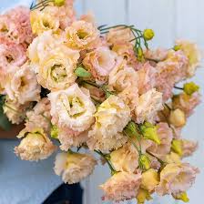 Image result for Oxyanthus goetzei