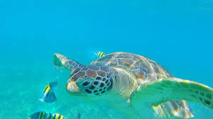 All belize's land and other sea borders remain closed. The Ultimate Guide To Belize Travel Mad Mum