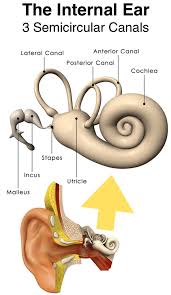 Image result for Inner Ear Decompression Sickness