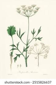 Image result for Pimpinella