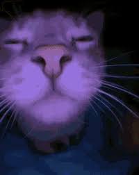 Maybe you would like to learn more about one of these? Cat Meme Gifs Tenor