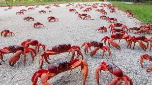 Every year, millions of these large crabs emerge from the rainforest and make their way to the ocean to breed, swarming across roads, streams, rocks and beaches. Solution To Christmas Island Traffic Woes As 40 Million Of Red Crabs Migrate To Ocean For Breeding Abc News
