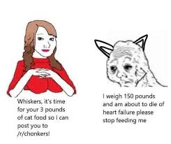 Sorry this is so blurry :( here's a free feeding schedule template that you can use to help monitor your cat's weight: So I Was Just Permanently Banned From R Chonkers For Posting This Meme This Was The First Time I Ve Ever Even Visited The Sub Reddit What The Hell Man Banned