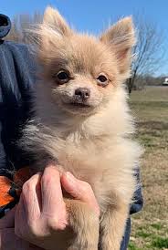 (behind barons tv rte 28). Salem Nh Pomeranian Meet Remi A Pet For Adoption
