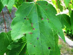 What is acer leaf scorch? Brown Spots Wilting On Young Maple Tree 404192 Ask Extension