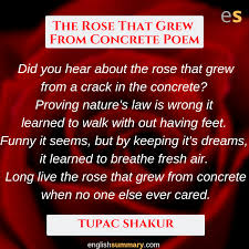 The Rose That Grew From Concrete Poem Concrete Poem Poems Inspirational Quotes