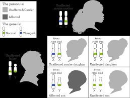 Both alleles influence the genetic trait or determine the characteristics of the genetic condition. Is It Possible For A Woman To Have An X Linked Recessive Trait If It Is How Can This Occur Quora