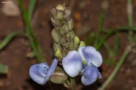 Image result for Psophocarpus scandens