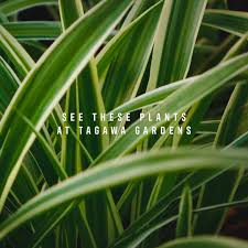 Image result for Streptocarpus sp.nov. aff. S. grandis