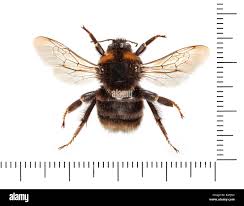 Image result for Bombus subterraneus