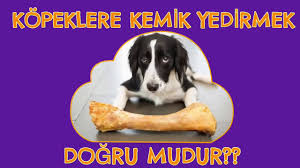 Kopeklere Kemik Yedirmek Dogru Mudur Youtube