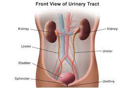 Common Disorders Diseases Of The Renal System Remedies For Kidney Infection Urinary Tract Urinary Tract Infection