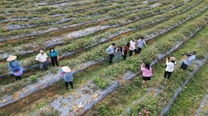 Thí điểm mô hình trồng sâm bố chính đầu tiên tại Đồng Nai