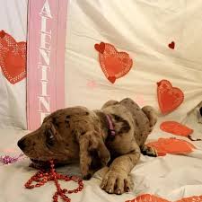 Great Dane puppies for rehoming की प्रोफ़ाइल