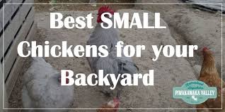 Raising meat chickens in your backyard is really satisfying. Best Small Chicken Breeds For Your Backyard