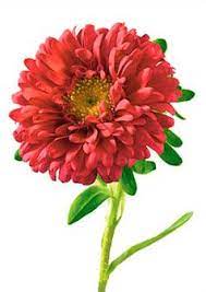 Aster Flower Meaning Symbolism Teleflora Com Birth Month Flowers Birth Flowers September Birth Flower